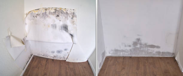 Reliable Sammamish, WA Mold Removal Solutions